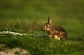 . Bretagne, dune, lapin, soir, automne, coucher de soleil 