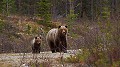 Au détour d'un chemin de débardage, c'est la rencontre inespérée. A 20m une ourse et ses 2 oursons descendent tranquillement vers moi. (Le deuxième est derrière sa mère). Emotion garantie. Suède, forêt, ours, ourson, femelle 
