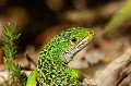 Amours et rivalités chez les lézards et les vipères.   combats, accouplement filmés fin mars, début avril. <BR>
<a href="http://www.youtube.com/watch?v=1PrgYsE9ayU" target="_blank"><B>Cliquez ici pour voir la vidéo "Vipères et lézards. SSSecrets de roncier HD"</B></a> Bretagne, lande, roncier, vipère, péliade, lézard, vert, combat, accouplement, printemps 