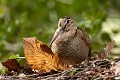 Des comportements de mimétisme étonnants chez la bécasse des bois. <BR>
<a href="https://www.youtube.com/watch?v=g4kRna4mFeU" target="_blank"><B>Cliquez ici pour voir la vidéo "Bécasse des bois. Danse avec le vent"</B></a> Bretagne, hivernage, bécasse, comportement, mimétisme, houx, vérotage 