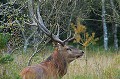 Libre d'accès à l'époque, la superbe forêt de Lanouée (Centre Bretagne) n'était pas encore engrillagée. A retrouver dans la galerie: rubrique vidéos. cerf, forêt, brame, Bretagne,biche,Lanouée, automne, rut 