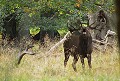 Krogen, maître de place depuis plusieurs années vient de livrer son dernier combat. <BR> <a href=" http://youtu.be/N9zqYFzq8EM" target="_blank"><B>Cliquez ici pour voir la vidéo "Combat fatal"</B></a> Danemark, Dyrehaven, forêt, cerf, rut, brame, combat, mort 