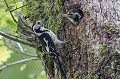. Bretagne, pic, pic mar, nid, nourrissage, petit 