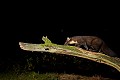 . prédateur, mustélidé, œuf, martre des pins, poulailler, nuit, branche 