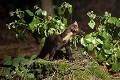 . .prédateur, mustélidé, œuf, martre des pins, poulailler, nuit, branche 