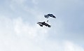 La femelle jaillit de la lande à la verticale pour récupérer la proie que son compagnon vient de lâcher. Bretagne, lande, rapace, vol, busard, Saint Martin, couple, passage de proie 