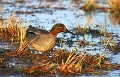  Etang, Bretagne,sarcelle,oiseau 