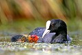  Bretagne,étang,foulque,poussin,oiseau 