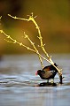  Bretagne,étang,oiseau,poule d'eau 