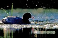  Bretagne, étang, oiseau, foulque, pluie 