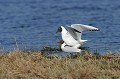  Etang, Bretagne, mouette, oiseau, rieuse, accouplement 