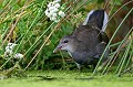  Poule d'eau, étang, oiseau, Bretagne 