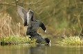  Bretagne, étang, oiseau, foulque, accouplement 