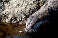  Bretagne, étang, mammifère, loutre 