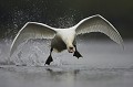Plusieurs fois, ce cygne a essayé de m'impressionner en fonçant droit sur l'affût flottant et en ne l'évitant qu'au tout dernier moment. Bretagne, étang, cygne, tuberculé, vol 