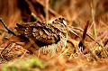  Bretagne, oiseau, bécasse des bois 