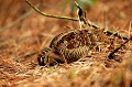  Bretagne, oiseau, bécasse des bois, recherche, nourriture 