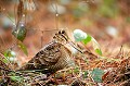  Bretagne, oiseau, migrateur, bécasse des bois, sommeil 