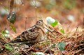D'ailleurs le cri d'un geai dans une haute branche attire son attention. Bretagne, oiseau, migrateur, bécasse des bois, danger 