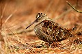  Bretagne, oiseau, migrateur, bécasse des bois, 