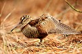  Bretagne, oiseau, migrateur, bécasse des bois 