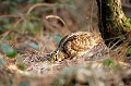  Bretagne, oiseau migrateur, nourriture, bois, bécasse 