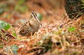  Bretagne, bois, oiseau, migrateur, bécasse des bois 