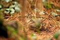  Bretagne, bois, oiseau, migrateur, bécasse des bois 