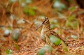  Bretagne, bois, oiseau, migrateur, bécasse des bois 