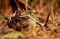  Bretagne, migrateur, hivernage, oiseau, bécasse, bois 
