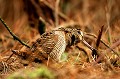  Bretagne, bois, oiseau, migrateur, bécasse des bois, hivernage 