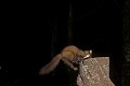  prédateur, mustélidé, œuf, martre des pins, poulailler, nuit, branche 