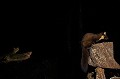  prédateur, mustélidé, œuf, martre des pins, poulailler, nuit, branche 