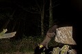  prédateur, mustélidé, œuf, martre des pins, poulailler, nuit, branche 