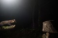  prédateur, mustélidé, œuf, martre des pins, poulailler, nuit, branche 