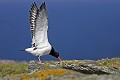  huîtrier, pie, mer, rivage, rocher, oiseau 