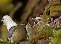 Le fulmar boréal possède la faculté de projeter (via ses narines tubulaires) un jet de matière très odorante et très tenace sur les observateurs qui auraient l'imprudence de trop les approcher. Mer, oiseau, falaise, Bretagne, pétrel, boréal, fulmar 