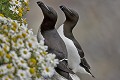  oiseau, mer, pingouin, torda, falaise 