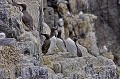 Une falaise, une petite corniche: cet espace restreint suffit pour qu'une colonie de guillemots s'y installe. guillemot, colonie, falaise, mer, Bretagne 