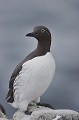 Cercle orbital blanc avec virgule en arrière, il s'agit du morphe "bridé". Bretagne, mer, falaise, oiseau, guillemot, Troïl, bridé 