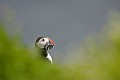 Les poussins sont nés. Le bec chargé de nombreux petits poissons,les parents doivent effectuer d'incessants voyages pour nourrir leur progéniture Bretagne, mer, falaise, macareux, moine, nourriture 