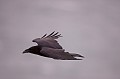 Il niche sur les mêmes falaises que ses proies. corbeau 
 grand 
 Norvège 
 vol 
 océan 