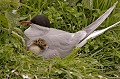 Une petite sterne est née oiseau, sterne, poussin, mer, falaise, nid 