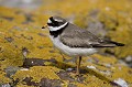  Ecosse 
 grand 
 gravelot 
 océan 
 oiseau 
 rivage 