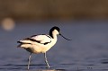 Un nom qui n'est pas usurpé. avocette 
 Bretagne 
 eau 