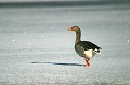 Un grand nombre d'oies fréquente déjà les lacs encore gelés. Suède, oiseau, oie, lac, glace 