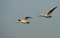 Les cygnes chanteurs rejoignent aussi les lacs du nord. cygne 
 chanteur 
 Suède 
 couple 
 vol 