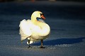 Les cygnes tuberculés, moins sauvages que les cygnes chanteurs sont présents avant le dégel. Suède, lac gelé, cygne tuberculé 