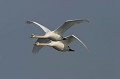  cygne 
 tuberculé 
 couple 
 Suède 
 vol 