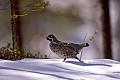 
Mâle de gélinotte  

 gélinotte 
 profil 
 mâle 
 neige 
 Finlande 